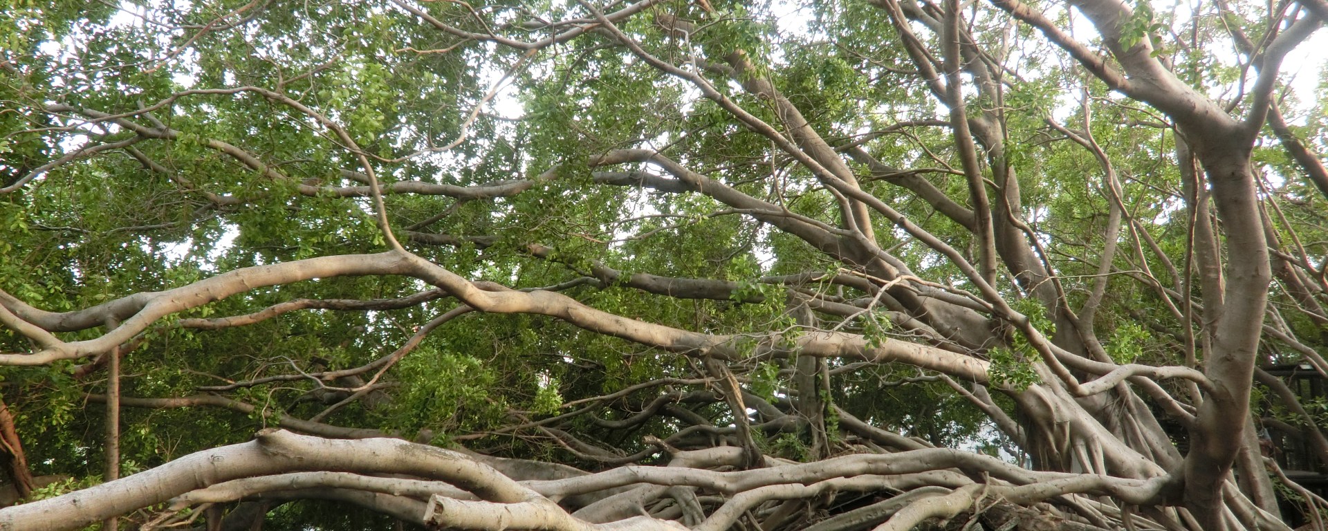 taiwan-travel-anping-tree-house-10