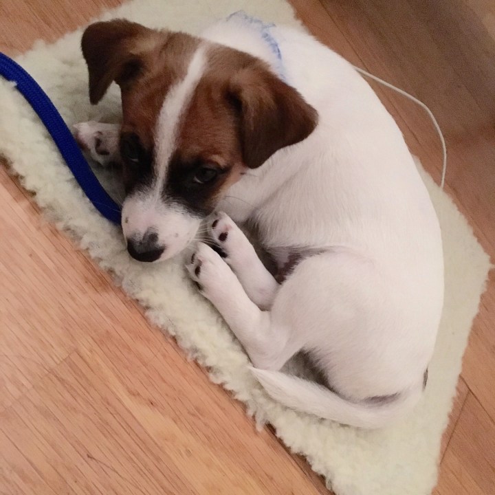 jack russell puppy 12 weeks old