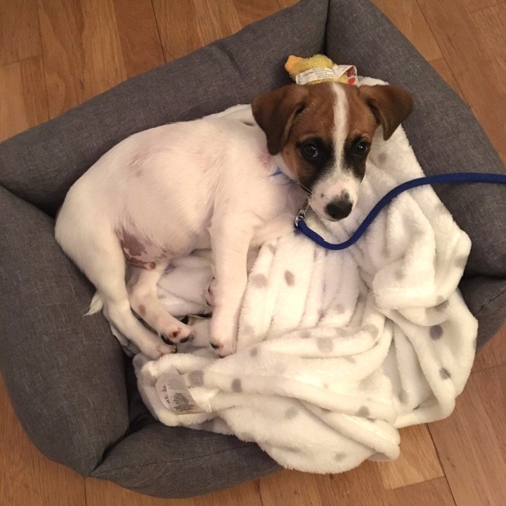 jack russell puppy in his new bed