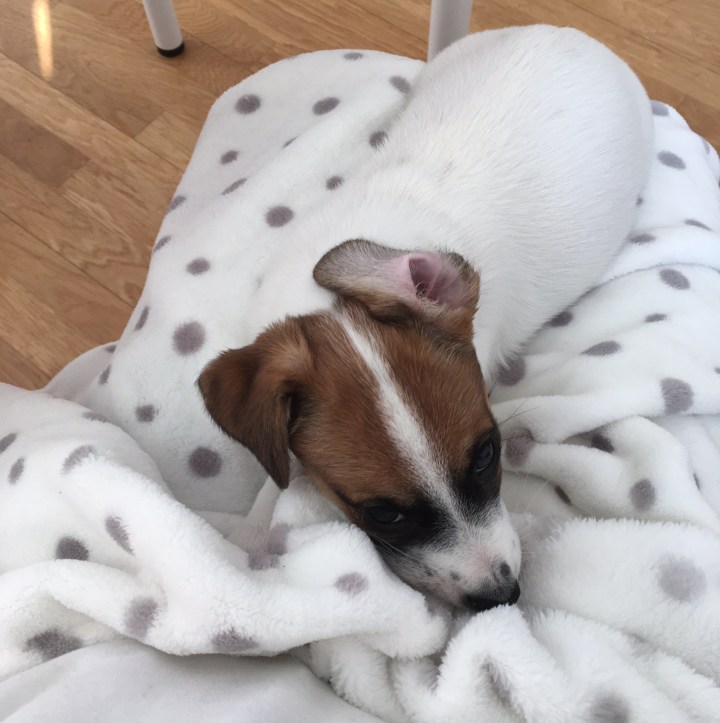 jack russell terrier puppy