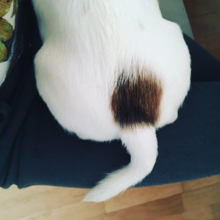 puppy bum