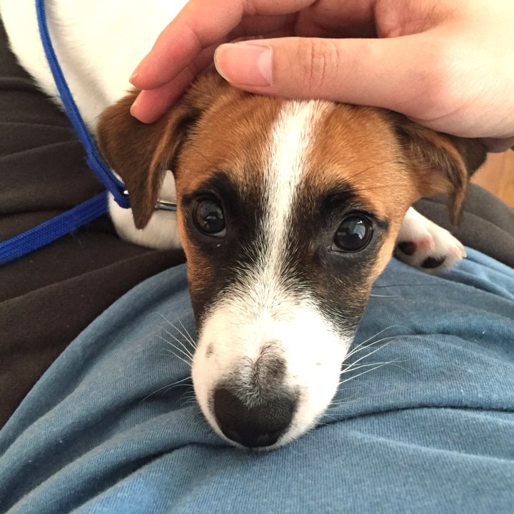Puppy jack russell.JPG